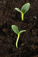 Sticker - Green seedling growing from soil close-up.