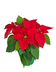 Wall Mural - Red poinsettia (Euphorbia pulcherrima) in a flower pot isolated