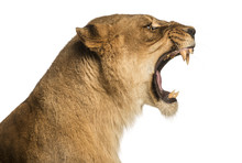 Close-up Of A Lioness Roaring Profile, Panthera Leo