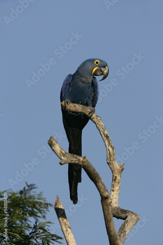 Plakat na papierze fotorealistycznym Hiacyntowy ara, anodorhynchus hyacinthinus