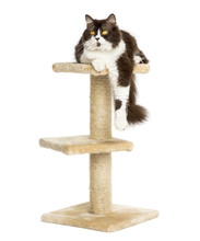 Front View Of A British Longhair Perched On Top Of A Cat Tree