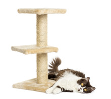 British Longhair Lying Down At The Bottom Of A Cat Tree