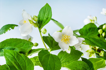 Fototapete - Jasmine. Flower background