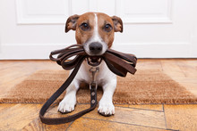 dog-training-free-stock-photo-public-domain-pictures