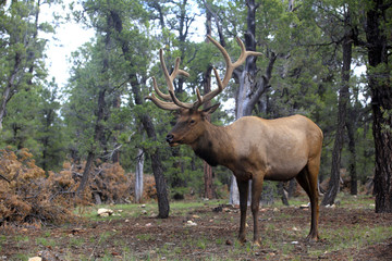 Sticker - caribou dans la forêt du Grand Canyon