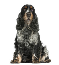 Front View Of An English Cocker Spaniel Sitting, 8 Years Old