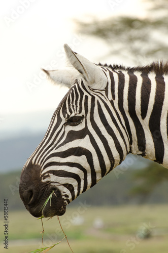 Board z aluminiowym obramowaniem Profil zebra jedzenia trawy