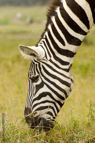 Board z aluminiowym obramowaniem Zebra jedzenia trawy