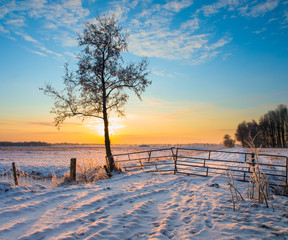 Canvas Print - Lonely Tree in Winter Landscape