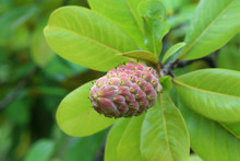 Magnolia Fruit
