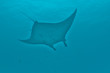 Manta close up portrait underwater