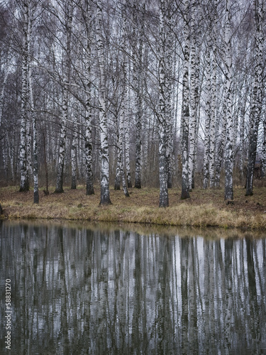 Fotoboard na płycie Brzozowy las późną jesienią