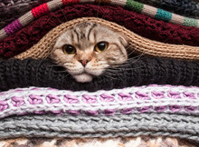 Cat Preparing For Winter, Wrapped Up In A Woolen Clothes