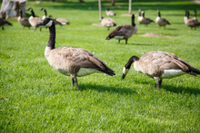 Canada Geese Grazing And Looking