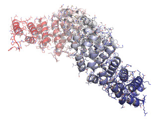 Sticker - Beta-catenin (armadillo and C-terminal domain) protein.