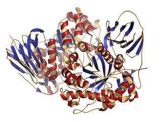 Canvas Print - Glucocerebrosidase (beta-glucosidase) enzyme molecule.