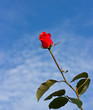 One red rose on blue-sky background. Close-up.