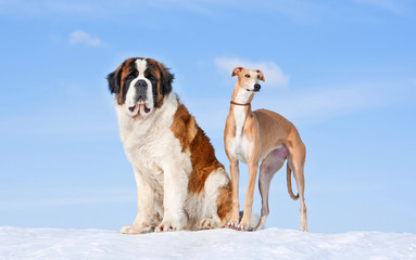 Saint bernard and greyhound on the hill