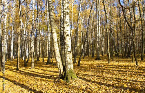 Fotoboard na płycie Brzozowy las, jesień