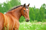 Fototapeta Konie - Portrait of bay horse looking back