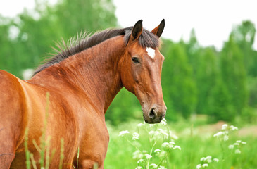 Plakat natura koń łąka widok pastwisko