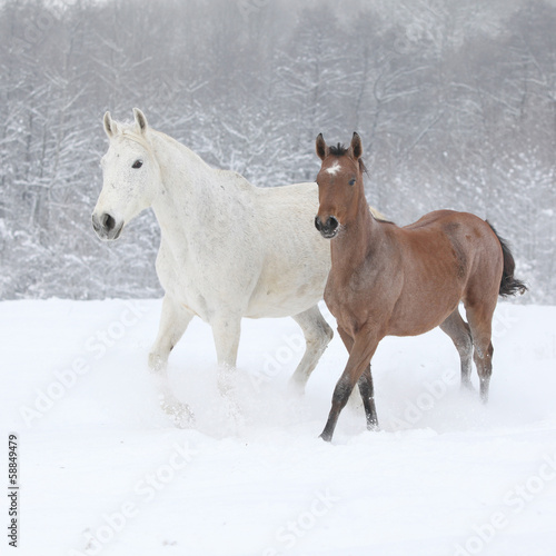 Obraz w ramie Two moravian warmbloods running in winter