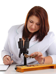 Entomologist identifying butterflies in laboratory