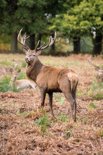 Naklejka samoprzylepna Jeleń jeleń w sezonie rutting jesienią