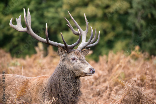 Naklejka samoprzylepna Jeleń jeleń w sezonie rutting jesienią