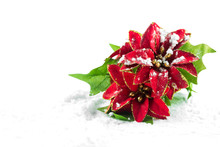 Christmas Poinsettia With Snow