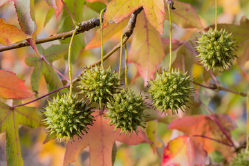 Fruits of american sweetgum