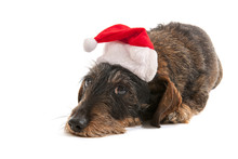 Wire Haired Dachshund With Christmas Hat