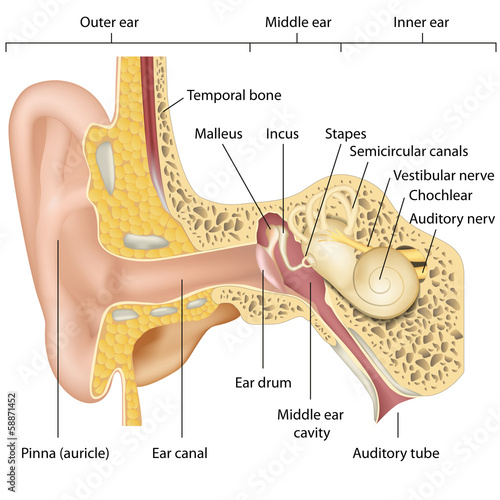 Naklejka nad blat kuchenny ear anatomy vector illustration