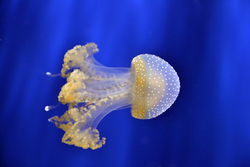 Meduse