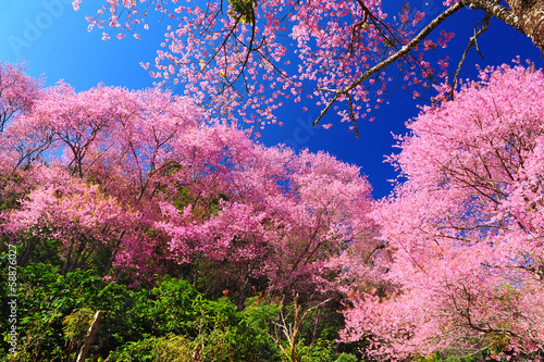 Tapeta ścienna Różowy sakura kwiat wiśni