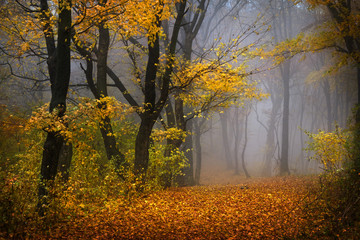 Wall Mural - Fairytale foggy forest for child and fantasy books