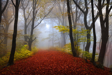 Fototapete - Fairytale foggy forest for child and fantasy books