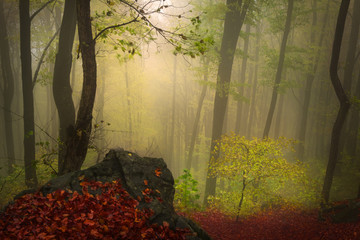 Fairytale foggy forest for child and fantasy books