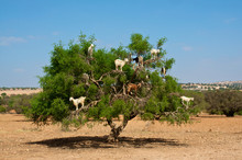 Goats On Tree Eating Argan, In Marocco