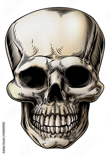 Human Skull Illustration