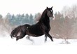 Beautiful black stallion running in winter