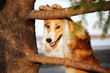 Funny border collie dog