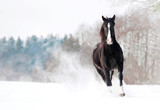 Fototapeta Konie - Beautiful black stallion running in winter