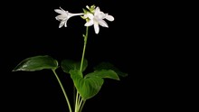 Blooming White Hosta On The Black Background (Hosta. Bressingham