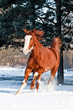 Red horse with white face running gallop in winter