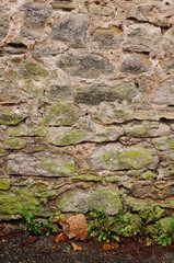 Wall Mural - Natursteinwand mit Pionierpflanzen