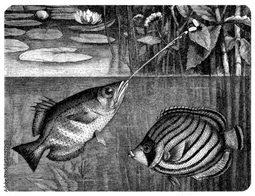 Obraz na płótnie canvas trzyczęściowy "tryptyk" Ryby morskie: toksyny i chaetodon