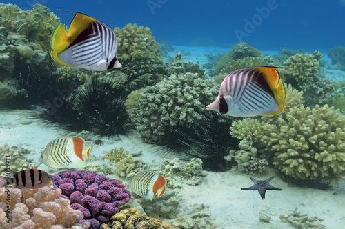 Board z aluminiowym obramowaniem Butterflyfish i rafa koralowa, Morze Czerwone, Egipt
