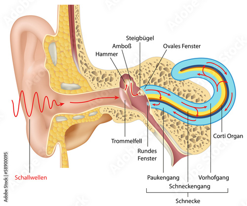 Fototapeta dla dzieci Das menschliche Gehör