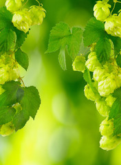 Wall Mural - hops on a green background